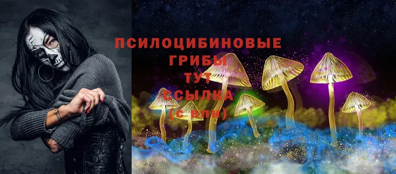 Псилоцибиновые грибы Cubensis  купить  цена  Шумерля 